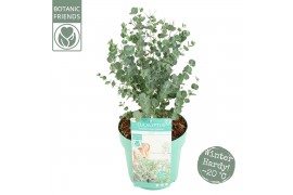 Eucalyptus gunnii  azura Eucalyptus gunnii Azura