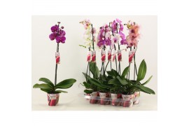 Phalaenopsis mix Phalaenopsis 1 tak 10+/vertakt mix lang (Scenza)10 bl