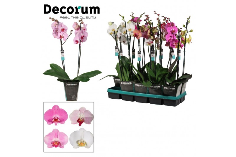 Phalaenopsis mix Phalaenopsis 2 tak 18+ mix lang (Decorum)18 bl. 2 tak 