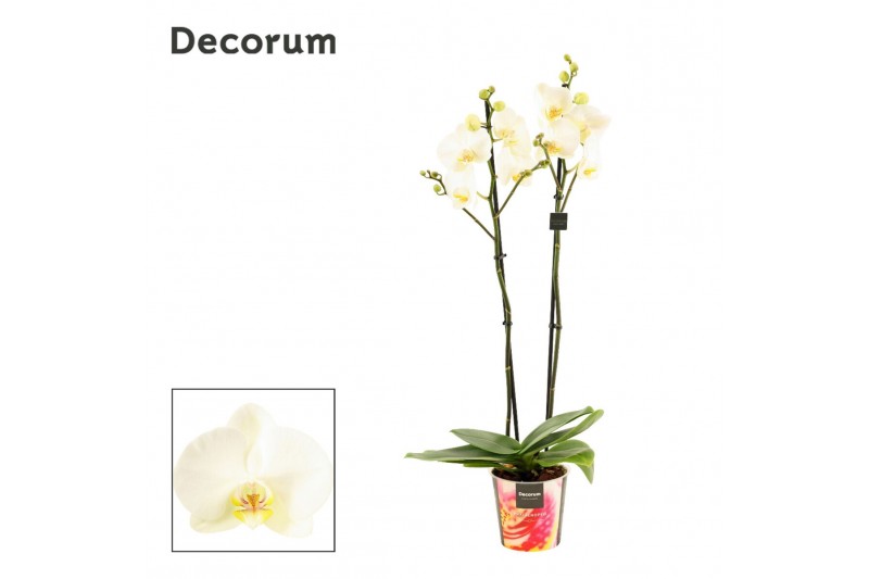 Phalaenopsis anthura madrid Phalaenopsis 2 tak wit (Decorum)bl.  tak/p 