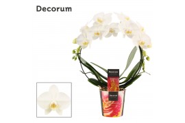 Phalaenopsis anthura madrid Phalaenopsis boog wit (Decorum)bl.  tak/pl