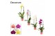 Phalaenopsis mix Phalaenopsis cascade 1 tak mix (Decorum)6 bl. 1 tak/p 