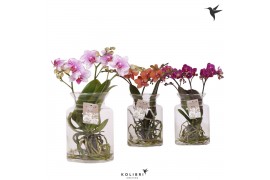 Phalaenopsis mix Kolibri Orchids Phalaenopsis Roots mix in glas stolp 