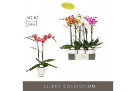 Phalaenopsis mix Optistar Hollywood Mix 2 spike 50 cm in Emilia White 