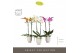 Phalaenopsis mix Optistar Hollywood Mix 2 spike 50 cm in Emilia White  