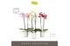Phalaenopsis mix Optistar Hollywood Mix 2 spike 50 cm in Molise White  