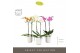 Phalaenopsis mix Optistar Hollywood Mix 2 spike 50 cm in Molise White  