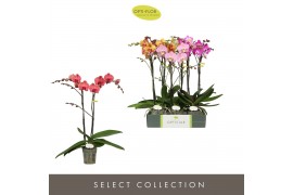 Phalaenopsis mix Optistar Mix 2 spike 50 cm 15 bl. 2 tak/plnt
