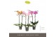 Phalaenopsis mix Optistar Mix 2 spike 50 cm 15 bl. 2 tak/plnt 