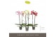 Phalaenopsis mix Optistar Mix 2 spike 50 cm 15 bl. 2 tak/plnt 