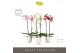 Phalaenopsis mix Optistar Mix 2 spike 50 cm in Emilia White Aquo 15 bl 