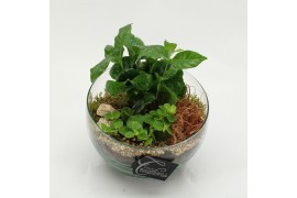 Arrangementen kamerplanten GRCR-2601 Green Essentials 2 pp