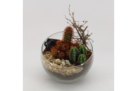 Arrangementen cactus CTCR-2630 Cactus Essentials 2 pp
