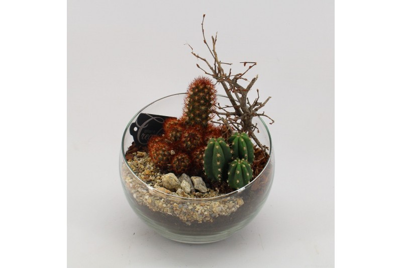 Arrangementen cactus CTCR-2630 Cactus Essentials 2 pp 