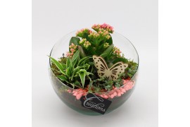 Arrangementen kamerplanten ESCR-2630RZ Essentials 3 pp