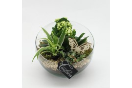 Arrangementen kamerplanten ESCR-2630W Essentials 3 pp