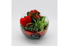 Arrangementen kalanchoe RMCR-2620R Romantic Essentials 3 pp