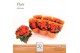 Begonia mocca orange Begonia Mocca Orange P14 DolcAmore® Flair Metalli 