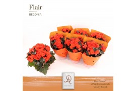 Begonia mocca orange Begonia Mocca Orange P14 DolcAmore® Flair Metalli