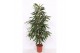 Ficus binnendijkii amstel king Ficus Amstel King4 pp 