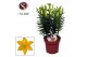 Lilium aziatische golden matrix Lilium Az Matrix Yellow 19cm5 tak/plnt 