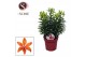 Lilium aziatische orange matrix Lilium Az Matrix Orange 19cm5 tak/plnt 