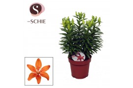Lilium aziatische orange matrix Lilium Az Matrix Orange 19cm5 tak/plnt