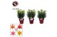 Lilium aziatische mix Lillium az. mix - 5pp5 tak/plnt 20 bl. 