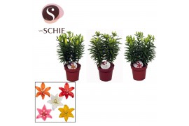 Lilium aziatische mix Lillium az. mix - 5pp5 tak/plnt 20 bl.
