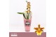 Orchidee Cambria, Golden Tiger 1-spike Orchid Collection Potcover 1 ta 