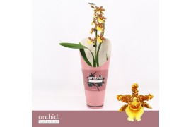 Orchidee Cambria, Golden Tiger 1-spike Orchid Collection Potcover 1 ta