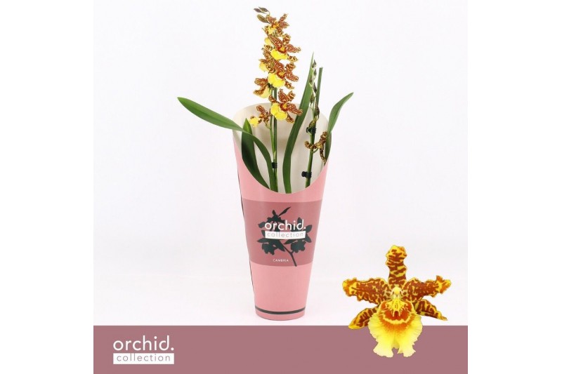 Orchidee Cambria, Golden Tiger 2-spike Orchid Collection Potcover 2 ta 