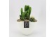 Arrangementen cactus CTCR-2626 Cactus Essentials 2 pp 