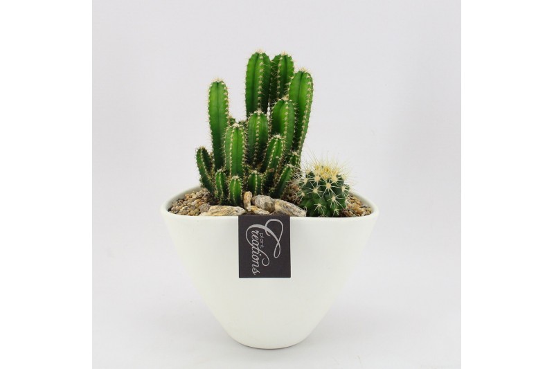Arrangementen cactus CTCR-2626 Cactus Essentials 2 pp 