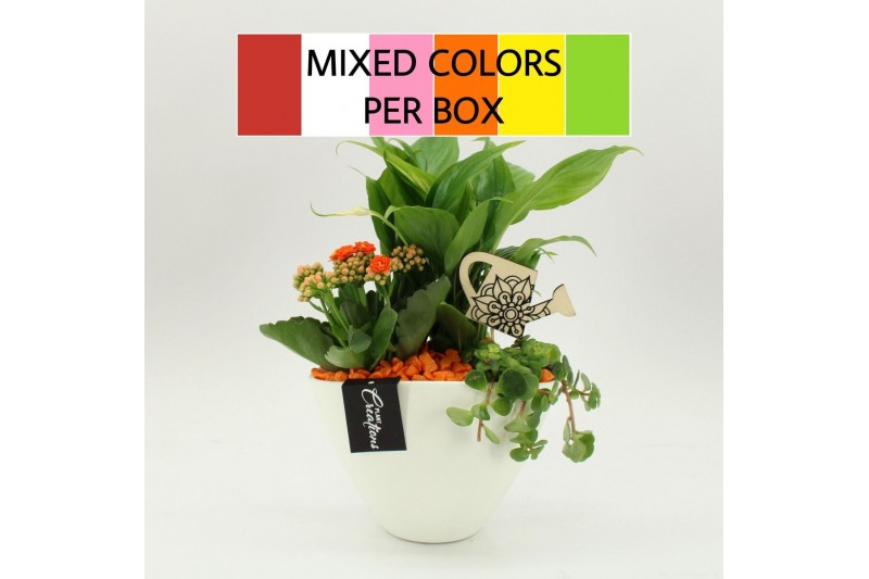 Arrangementen kamerplanten FDCR-2610M Basic Fundamentals 3 pp 