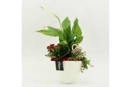 Arrangementen kamerplanten FDCR-2610R Basic Fundamentals 3 pp