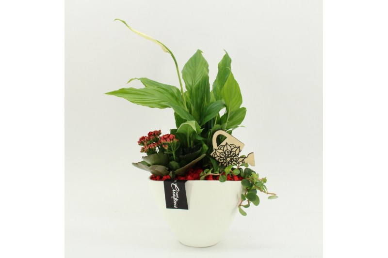 Arrangementen kamerplanten FDCR-2610R Basic Fundamentals 3 pp 