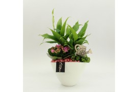 Arrangementen kamerplanten FDCR-2610RZ Basic Fundamentals 3 pp