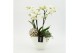Phalaenopsis PHAL-2626W Phalaenopsis creatie 2 pp 