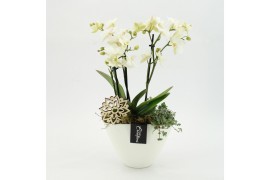 Phalaenopsis PHAL-2626W Phalaenopsis creatie 2 pp