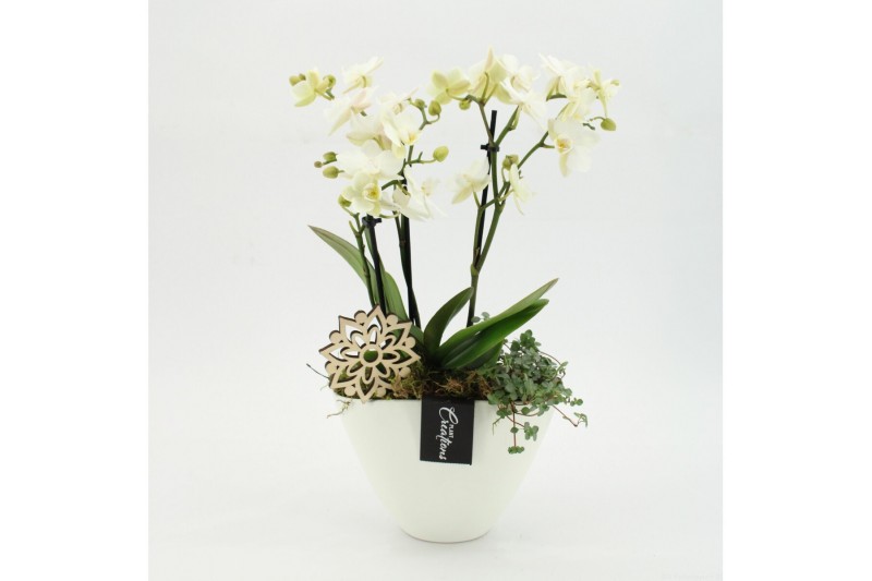 Phalaenopsis PHAL-2626W Phalaenopsis creatie 2 pp 