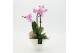 Phalaenopsis PHAL-2626RZ Phalaenopsis creatie 2 pp 