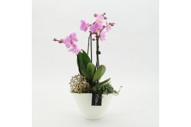 Phalaenopsis PHAL-2626RZ Phalaenopsis creatie 2 pp