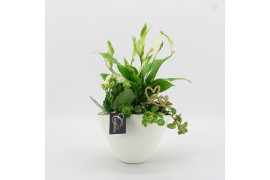 Arrangementen kamerplanten FDRM-2610W Romantic Fundamentals 3 pp