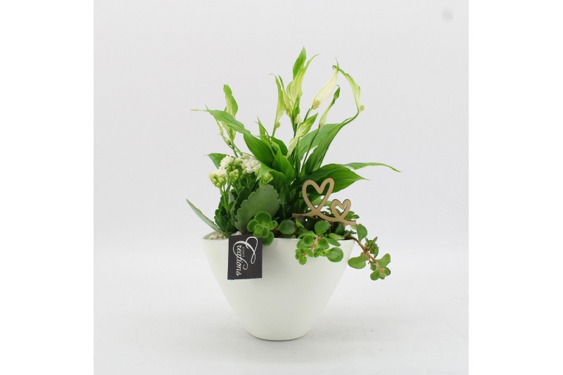 Arrangementen kamerplanten FDRM-2610W Romantic Fundamentals 3 pp 