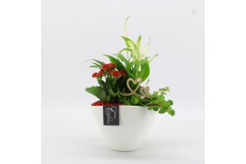 Arrangementen kamerplanten FDRM-2610R Romantic Fundamentals 3 pp