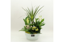 Arrangementen kamerplanten FDCR-2612G Basic Fundamentals 5 pp