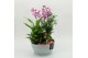 Phalaenopsis PHAL-2629RZ Phalaenopsis creatie 5 pp 