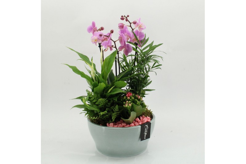 Phalaenopsis PHAL-2629RZ Phalaenopsis creatie 5 pp 