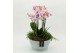 Phalaenopsis PHAL-2628RZ Phalaenopsis creatie 4 pp 